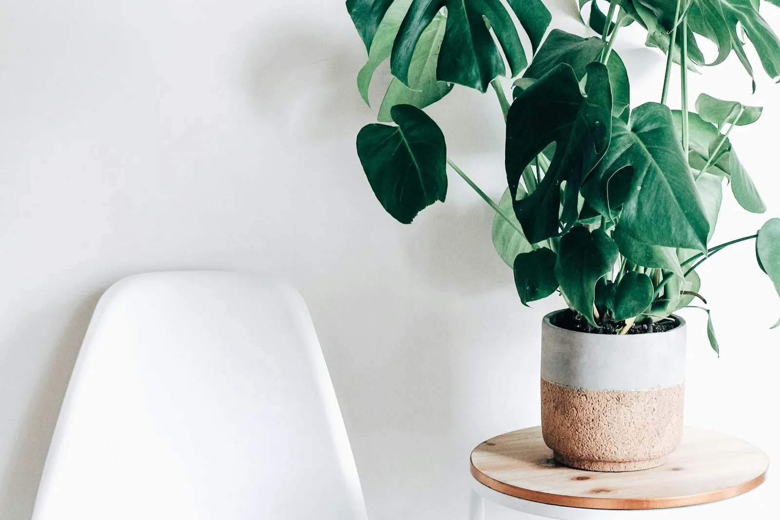 Minimalist interior with large plant
