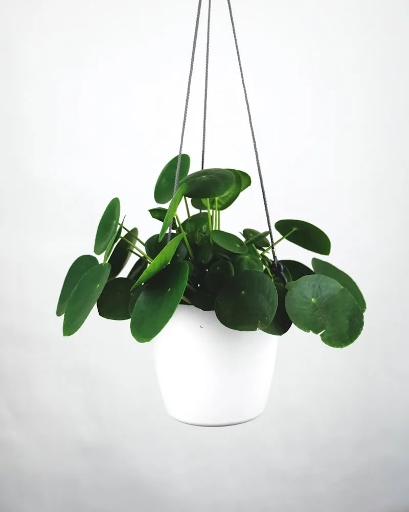 Calathea Orbifolia