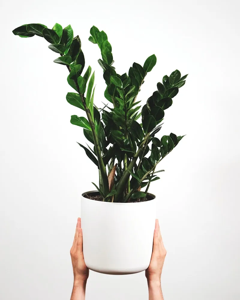 Zamioculcas Zamiifolia